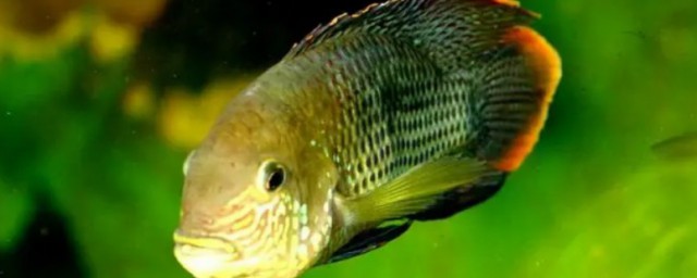 皇冠魚能和什麼魚混養 皇冠魚能和哪些魚混養