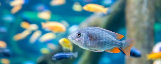 金魚能和什麼魚混養 金魚可以和什麼魚混養