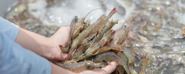 櫻花蝦能和什麼魚混養 什麼魚可以跟櫻花蝦共養