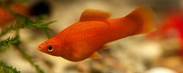 紅鰭鯽能和什麼魚混養 紅鰭鯽能和啥魚混養