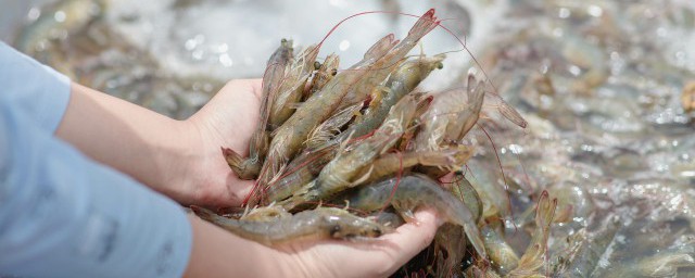 怎麼清洗蝦比較幹凈 蝦如何清洗