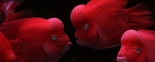 紅鸚鵡能和什麼魚混養 紅鸚鵡能和魚混養嗎