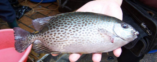 銀鼓魚能和什麼魚混養 銀鼓魚能混養嗎