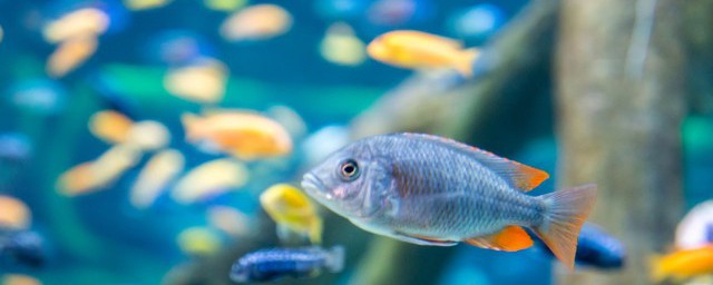 神仙魚能和什麼魚混養 神仙魚可以跟燈科魚類混養對嗎