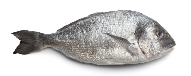 魟魚能和什麼魚混養 能和魟魚混養的魚類介紹