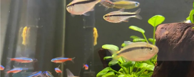 燈魚能和什麼混養 燈魚能和啥混養