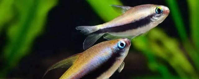 燈魚能和什麼魚混養 燈魚可以和哪些魚混養