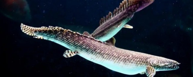 恐龍魚能和什麼魚混養 恐龍魚能和哪些魚混養
