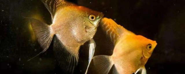 金鳳魚銀鳳魚能和什麼魚混養 金鳳銀鳳魚可以跟哪些魚混養