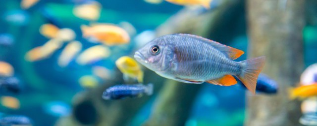 雙線魚能和什麼魚混養 雙線魚怎麼混養