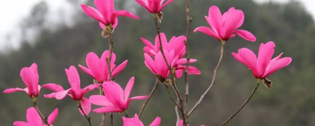 紅玉蘭種植什麼季節適合 紅玉蘭種植哪個季節適合