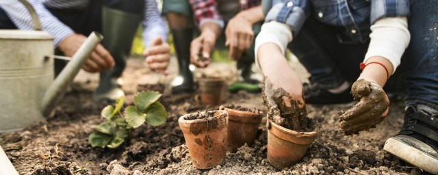 金銀花適合在什麼季節種植 如何種植金銀花 金銀花適合在什麼季節種植 如何種植金銀花