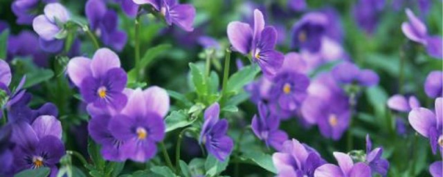 紫羅蘭適合在什麼季節種植 紫羅蘭的種植季節