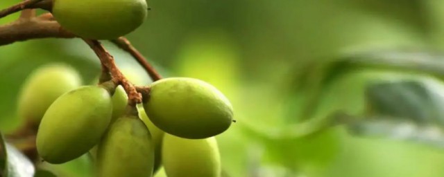 橄欖適合什麼季節種植 橄欖適合啥季節種植