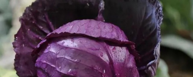 紫包菜適合什麼季節種植 紫包菜適合哪些季節種植