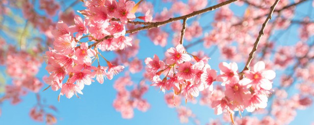 櫻花適合在什麼季節種植 櫻花如何種植