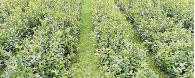 茶油苗適合什麼季節種植 油茶苗幾月份種植最好