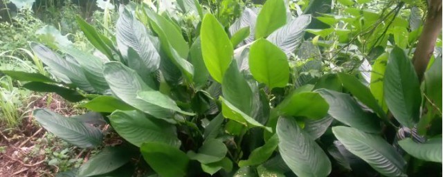 海南粽子葉適合什麼季節種植 種粽子葉什麼時候種