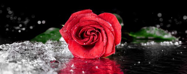 玫瑰適合什麼季節種植 玫瑰適合種植的季節
