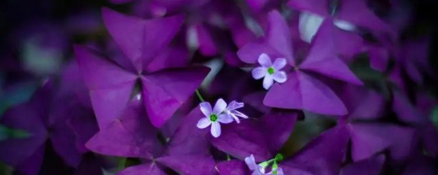 紫葉炸醬草適合什麼季節種植 紫葉炸醬草適合種植季節