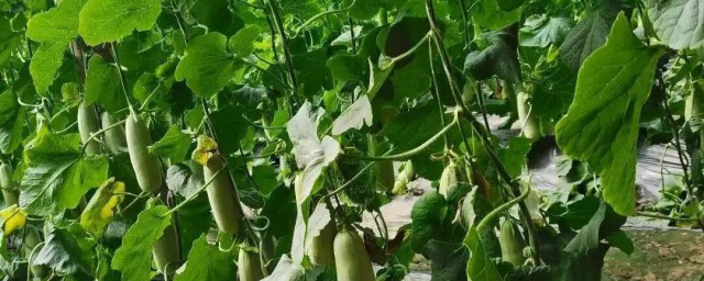 羊角瓜適合什麼季節種植 什麼時候種植羊角瓜