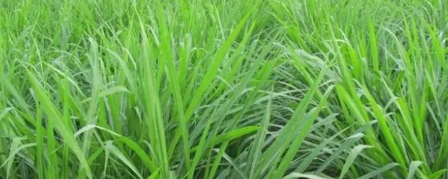 皇竹草適合什麼季節種植 皇竹草適合哪個季節種植