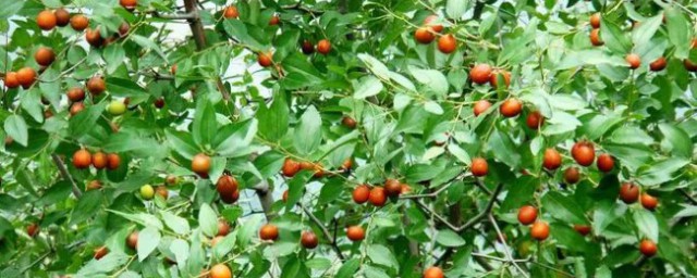 南酸棗樹適合什麼季節種植 南酸棗樹適合哪個季節種植