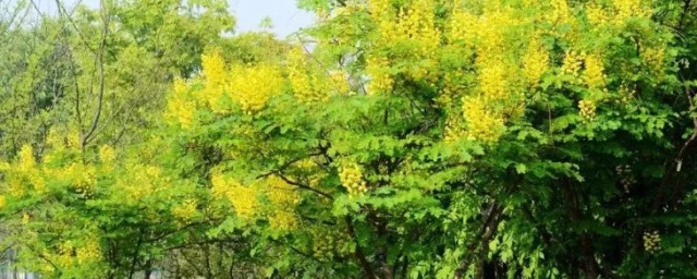 雲實樹適合什麼季節種植 雲實樹適合哪個季節種植