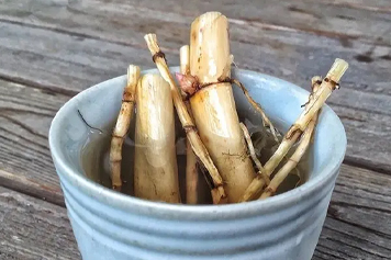 白茅根蘆根煮水的功效與作用、禁忌和食用方法