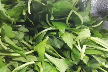 鴨板菜的功效與作用、禁忌和食用方法