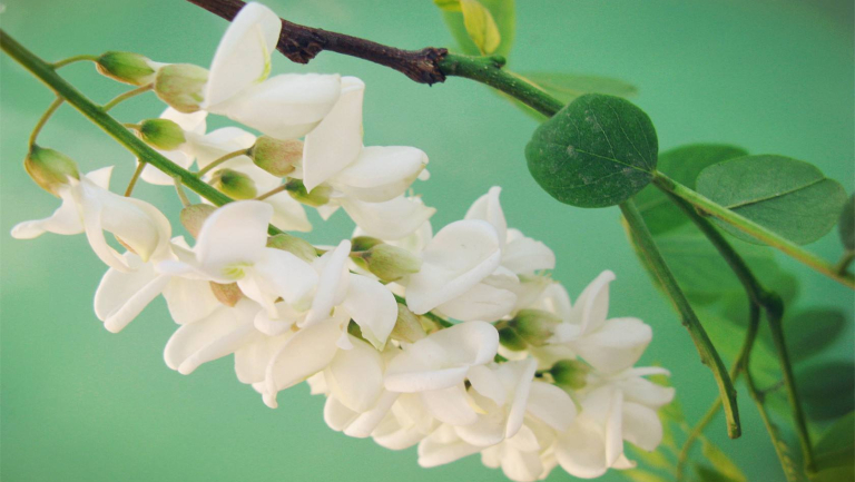 槐花的功效與作用、禁忌和食用方法