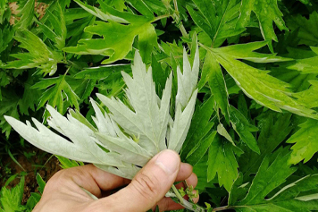 小艾葉草的功效與作用、禁忌和食用方法