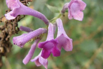 羊耳朵的功效與作用、禁忌和食用方法