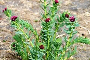 風箏棵的功效與作用、禁忌和食用方法