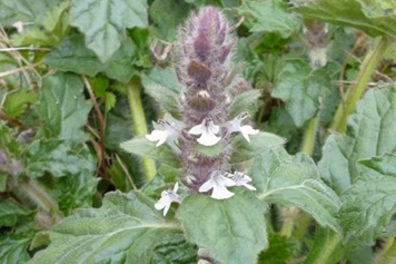 白花夏枯草的功效與作用、禁忌和食用方法