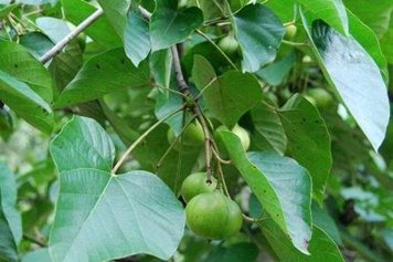 油桐子的功效與作用、禁忌和食用方法 油桐子的功效與作用、禁忌和食用方法