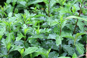 魚鰍串草藥的功效與作用、禁忌和食用方法 魚鰍串草藥的功效與作用、禁忌和食用方法