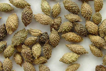 蒼耳子根的功效與作用、禁忌和食用方法