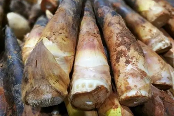 麻筍的功效與作用、禁忌和食用方法