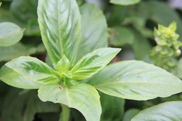 香花草的功效與作用、禁忌和食用方法