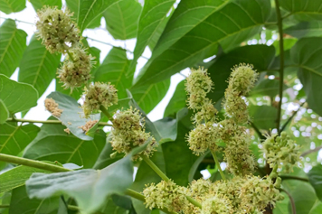 香椿芽花的功效與作用、禁忌和食用方法