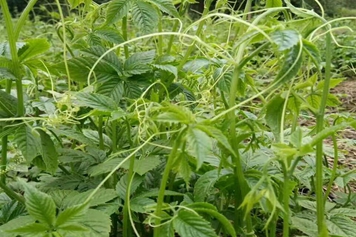 九葉絞股藍的功效與作用、禁忌和食用方法