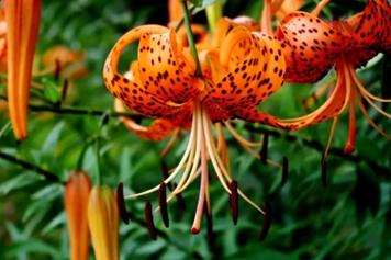 卷丹百合的功效與作用、禁忌和食用方法