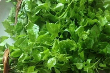 簕鉤菜的功效與作用、禁忌和食用方法