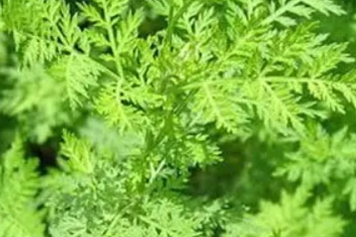 苦蒿草的功效與作用、禁忌和食用方法