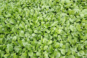 蔬菜馬蘭頭的功效與作用、禁忌和食用方法