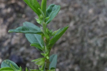 華南遠志的功效與作用、禁忌和食用方法