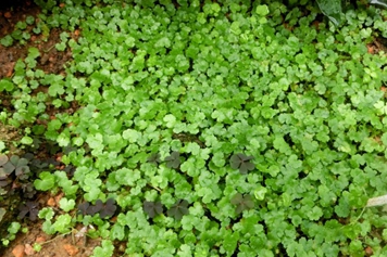 滿天星草的功效與作用、禁忌和食用方法