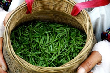 綠楊春茶的功效與作用、禁忌和食用方法