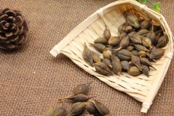 連翹殼的功效與作用、禁忌和食用方法